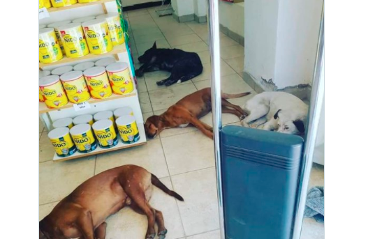 Una farmacia de Santiago del Estero le dio refugio para el calor a los perros callejeros | Información General
