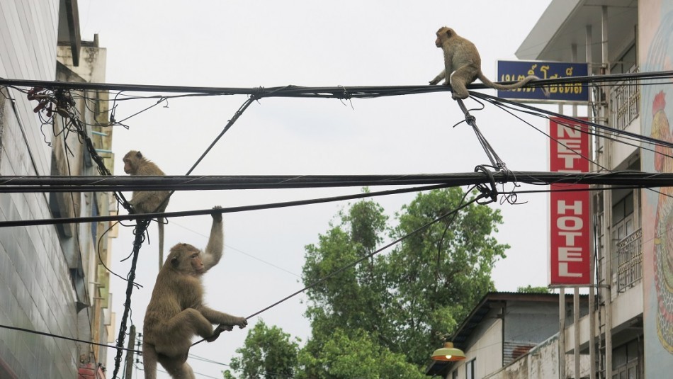 Una manada de monos se robó un bebé de 2 meses y lo ahogó en un tanque de agua | Internacionales