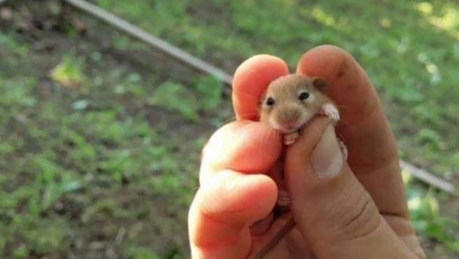 Sospechosos de provocar un brote de covid, sacrificarán a miles de hámsteres en Hong Kong | Tecnología