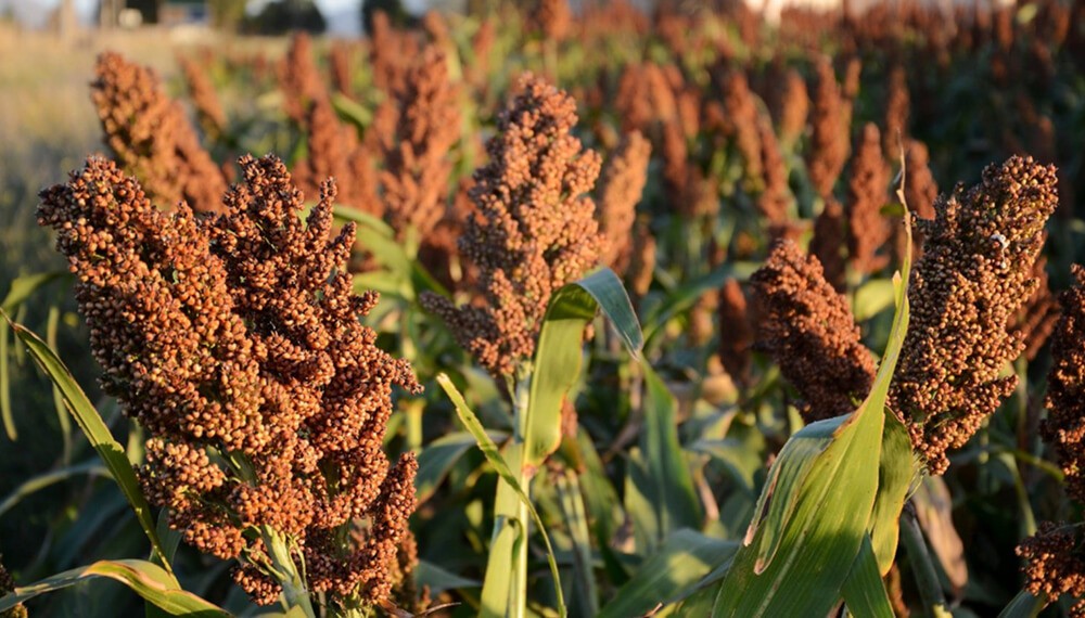 National Geographic eligió al sorgo como aliado contra el cambio climático | Economía y negocios