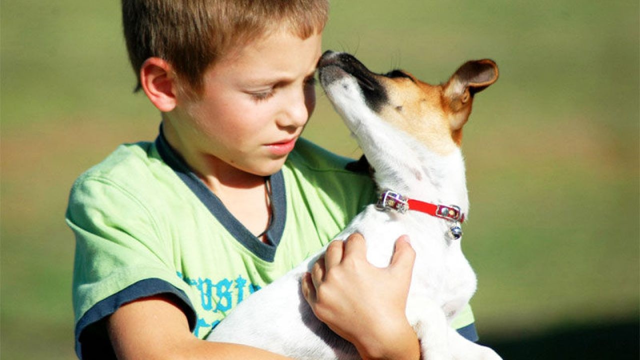 Nene de 5 años escapó junto a su perrito de un consultorio en el que entraron delincuentes armados | Información General