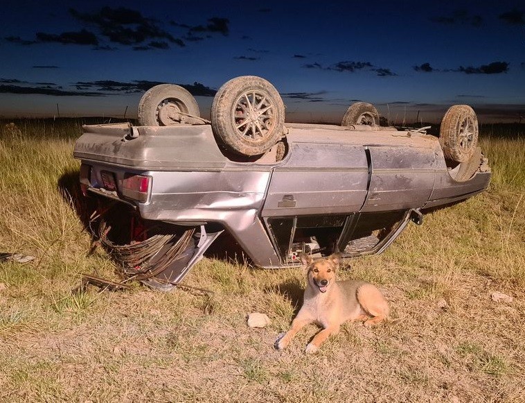 Pringles: volcó con su auto y su perro nunca se despegó de él | Información General