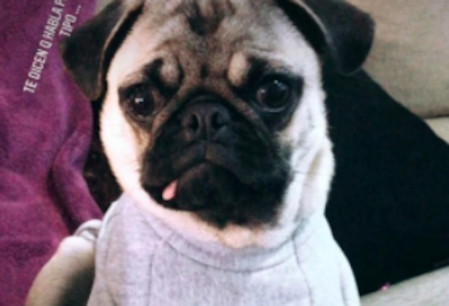 Desvalijaron una casa y se llevaron la mascota que buscan con desesperación | Información General