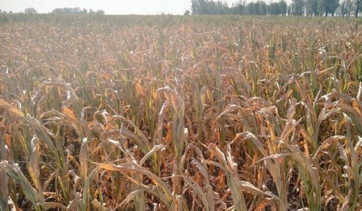 Entre Ríos declaró la emergencia agropecuaria debido a las sequías y las altas temperaturas | Información General