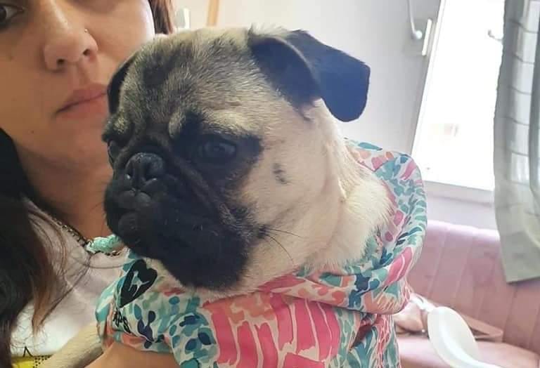 Ofrecen 70 mil pesos de recompensa por la perra robada en Puerto General San Martín | Información General