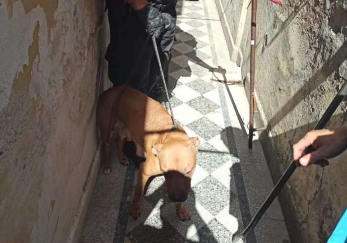 Rescatan a 9 perros abandonados sin agua ni comida en una casa de Barracas | Información General