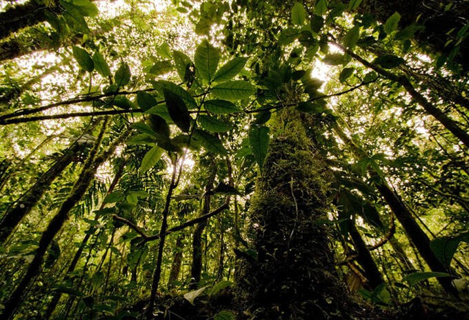 Estiman que quedan más de 9.000 especies de árboles por descubrir | Información General