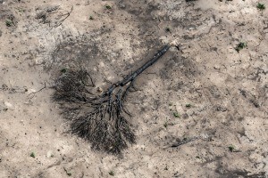 "Ecocidio": En 2021 se deforestaron más de 110 mil hectáreas en el norte argentino, según informe de Greenpeace | Información General