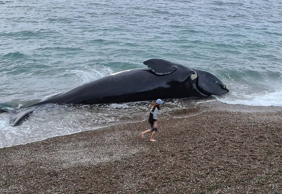 Casi medio centenar de ballenas aparecieron muertas en Península Valdés durante el 2021 | Información General
