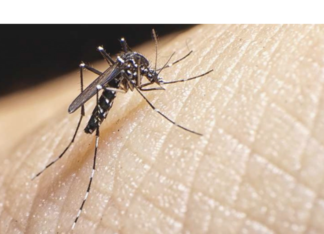 Una mujer llegó de Brasil a la ciudad con dengue y coronavirus a la vez | Rosario y la región