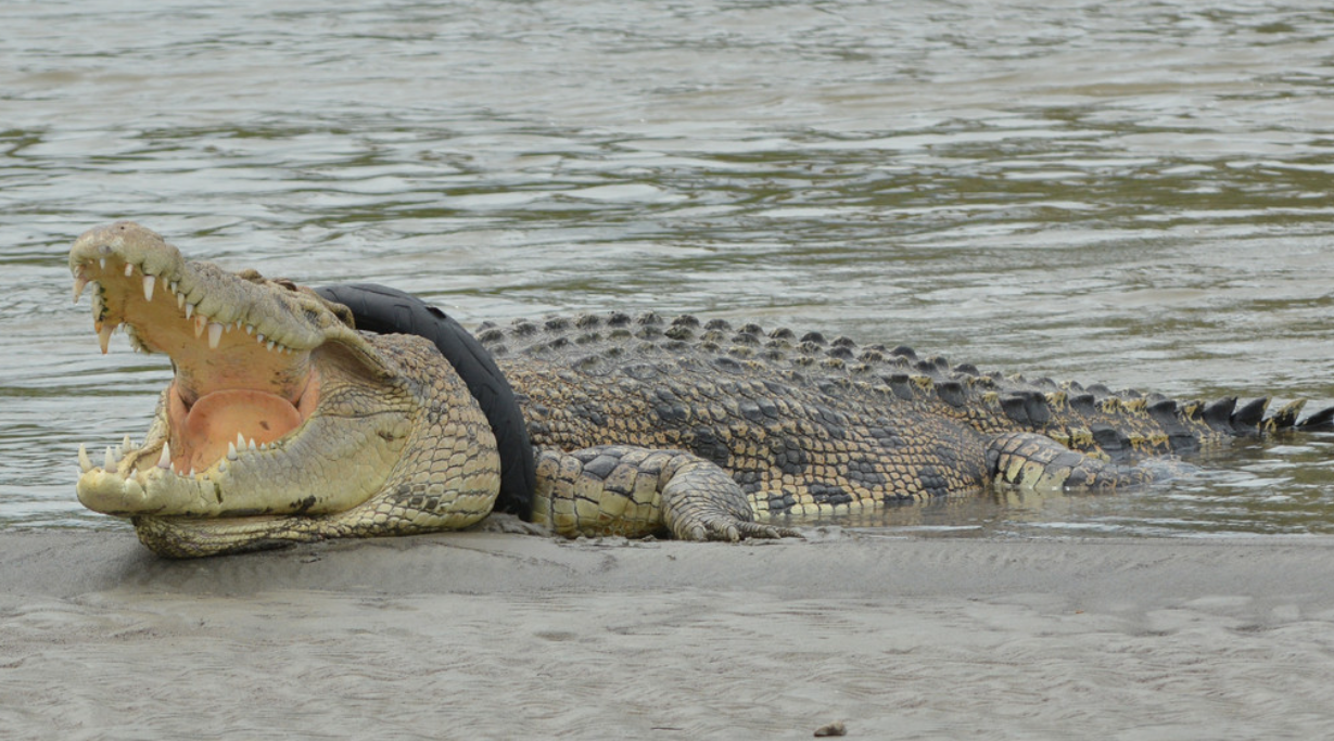 Un hombre liberó a un cocodrilo que pasó seis años atrapado en un neumático | Internacionales