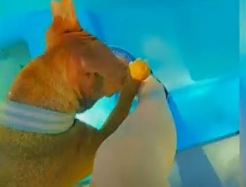 Perra guardavidas: Juana no quiere que su dueña se meta a la pileta | Información General