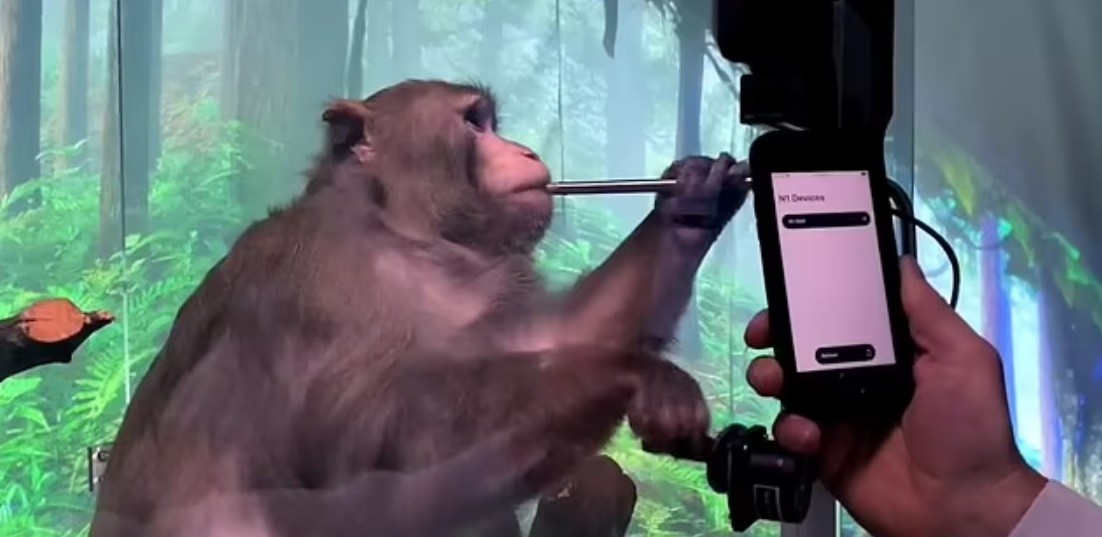 "Experimentos mortales": acusan a compañía de Elon Musk por los estudios con monos | Internacionales