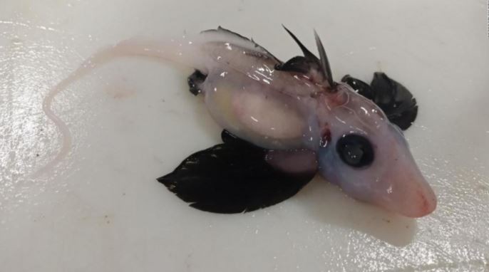 Hallaron una cría de tiburón fantasma pocas veces visto en Nueva Zelanda | Internacionales