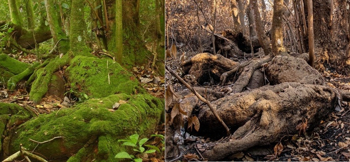 Imágenes del daño ambiental: el antes y después de los incendios en los Esteros de Iberá | Tecnología
