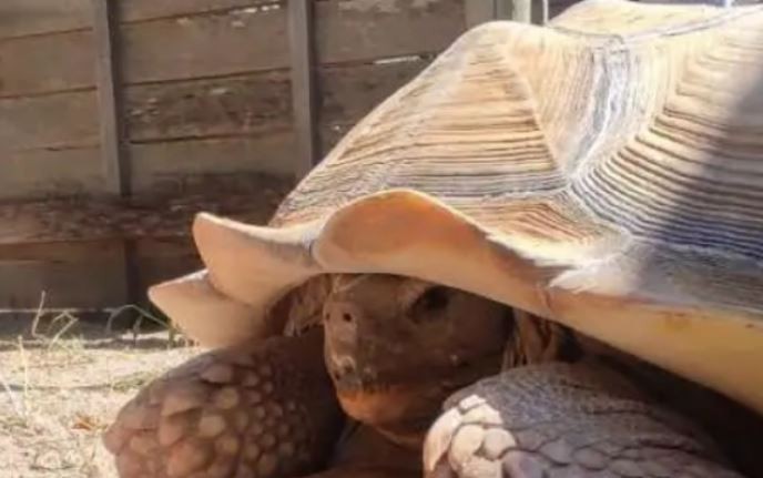 Encontraron en Mendoza una tortuga gigante que está en "peligro crítico" | Información General