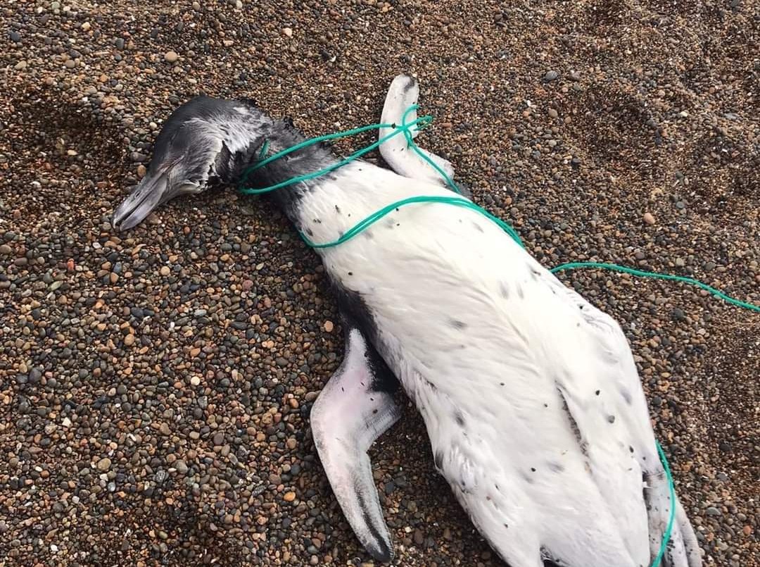 Horror en Chubut: encontraron pingüinos muertos con signos de ahorcamiento | Información General