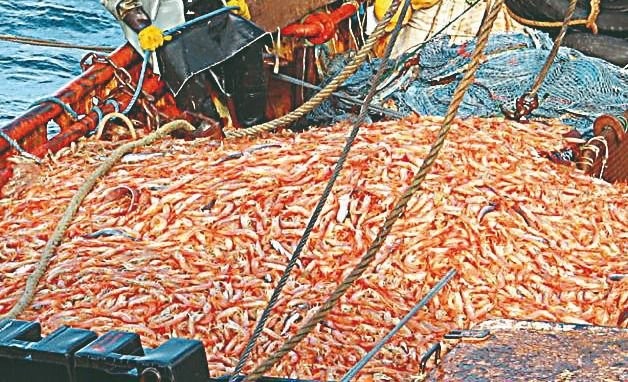 Murió tras ser golpeado por un cajón con langostinos | Información General