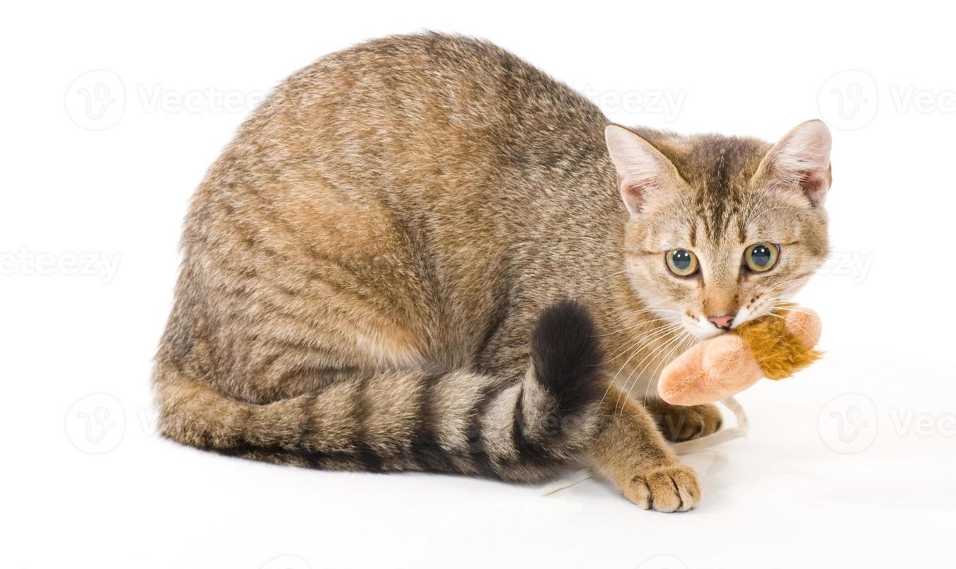 Imponen sanciones contra gatos rusos y la medida generó debate | Internacionales