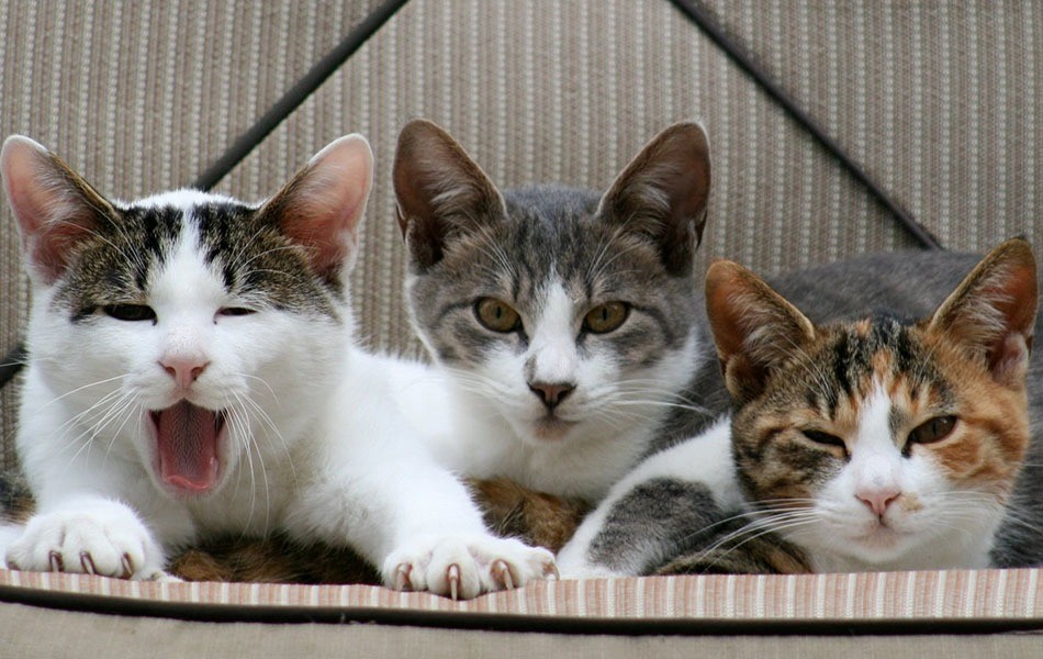 Convivieron 16 años, se separaron y le ganó la tenencia de tres gatos | Información General