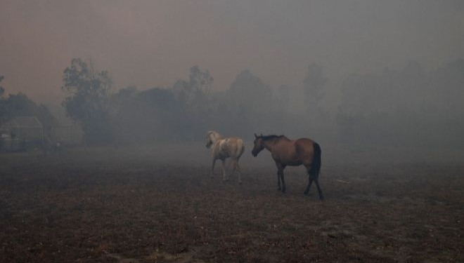 Continúan los rescates de animales afectados por los incendios en Corrientes | Información General