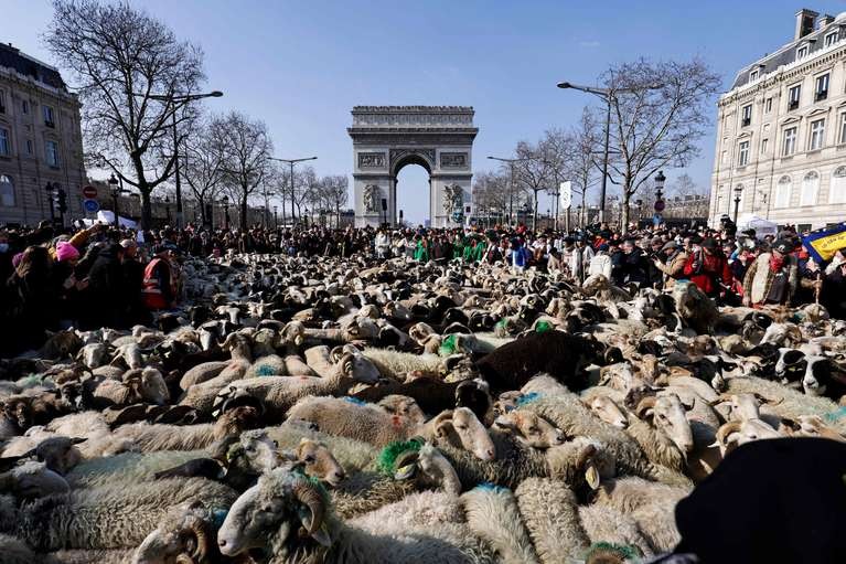 Cerca de 2.000 ovejas procedentes del suroeste de Francia desfilaron por los Campos Eliseos en París | Internacionales