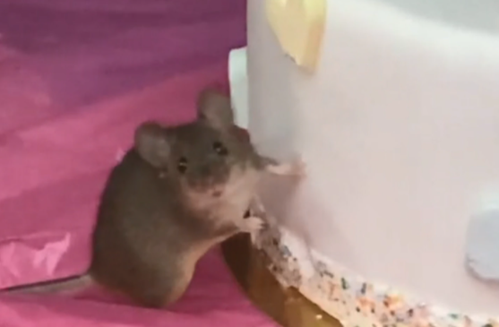 Con las manos en la masa: sorprendieron a un ratón comiendo una torta | Tecnología