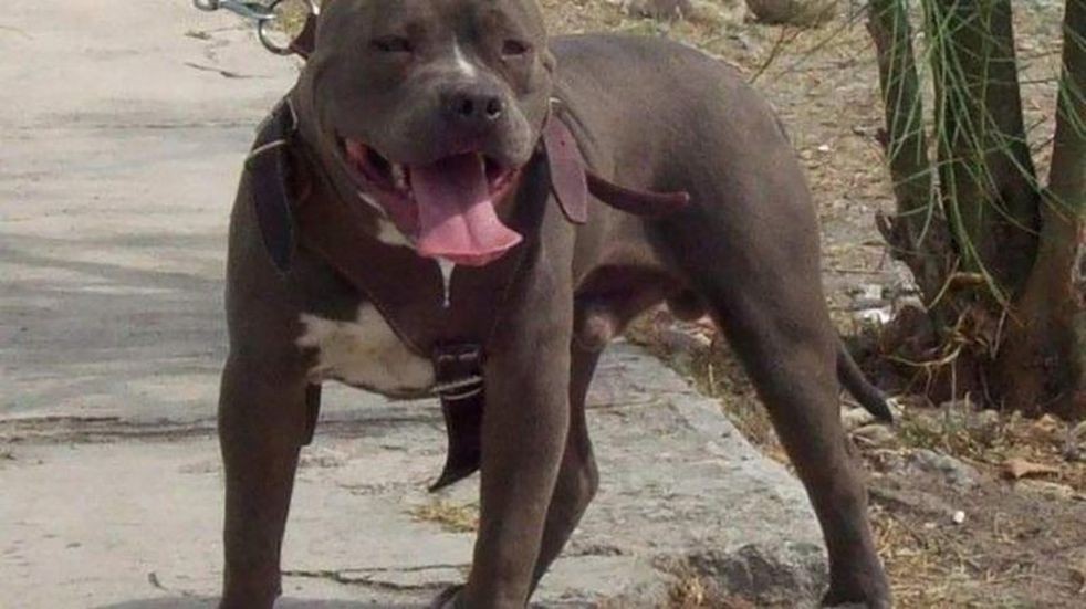Una mujer de 87 años murió al querer salvar a su caniche del ataque de un pitbull | Información General