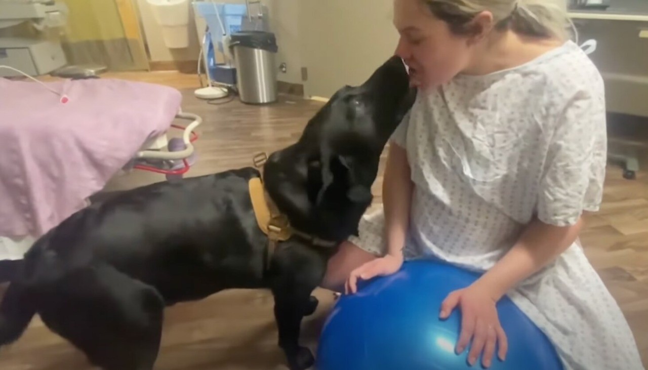 Un perro no quería perderse el nacimiento de su "hermana humana" y acompañó a su dueña en el parto | Internacionales