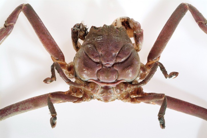 El misterio de los cangrejos samurái del Mar de Japón | Tecnología