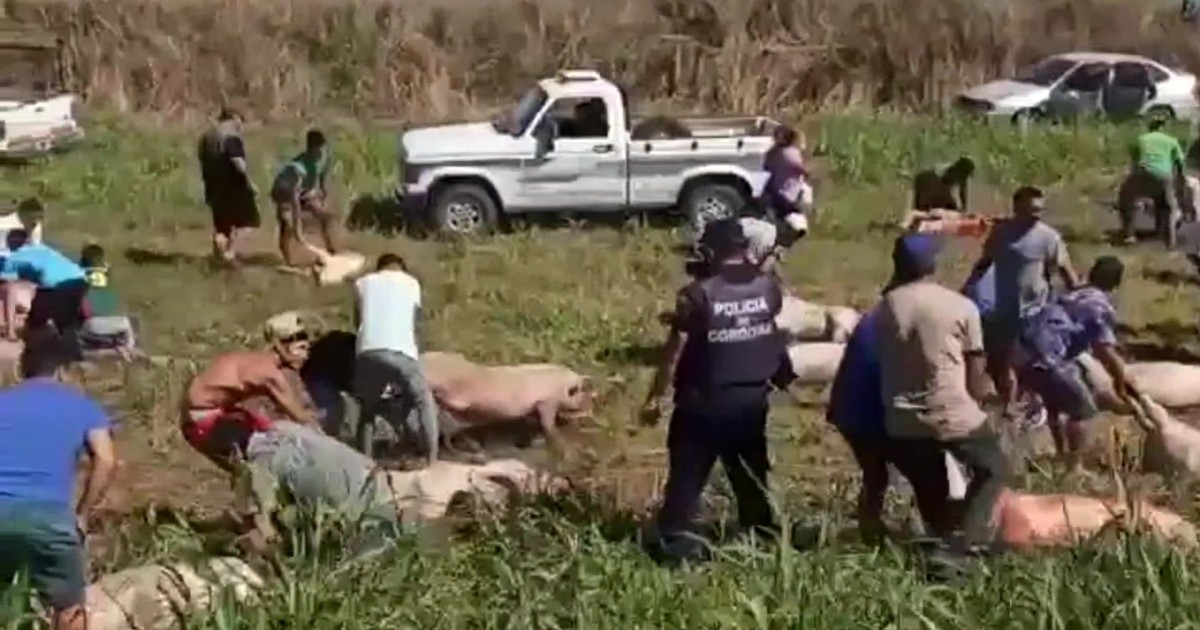 Intentar saber quienes saquearon el camión con cerdos | Información General