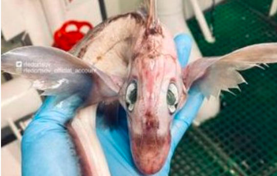 Un pescador ruso halló una extraña criatura en el mar: "bebé dragón" | Tecnología