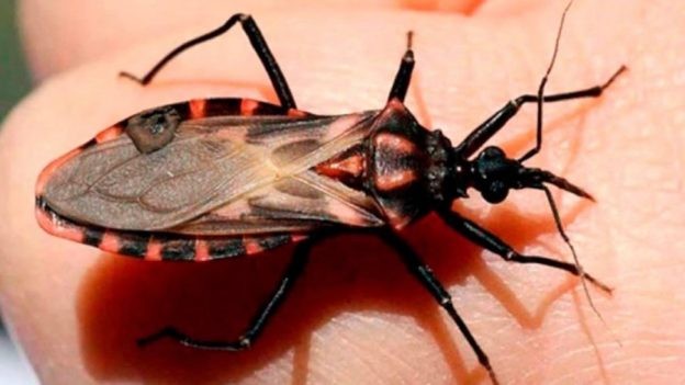 Enfermedad de Chagas: en Argentina nacen 1500 niños infectados por año | Información General
