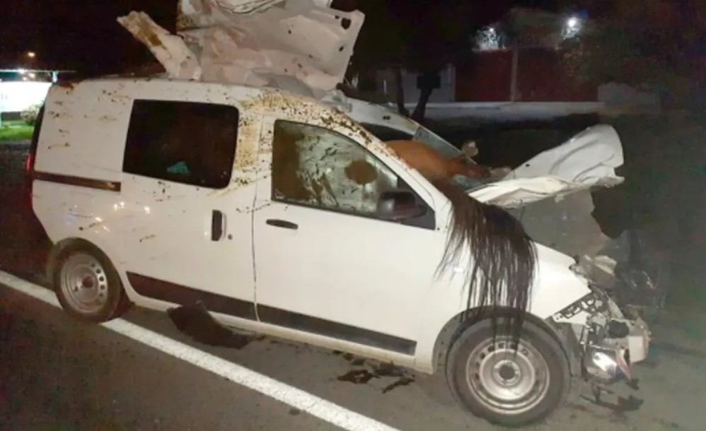 Impactante choque: un caballo quedó incrustado en su camioneta | Información General