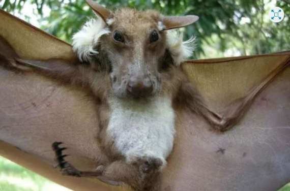 Capturaron a un murciélago gigante en África | Tecnología