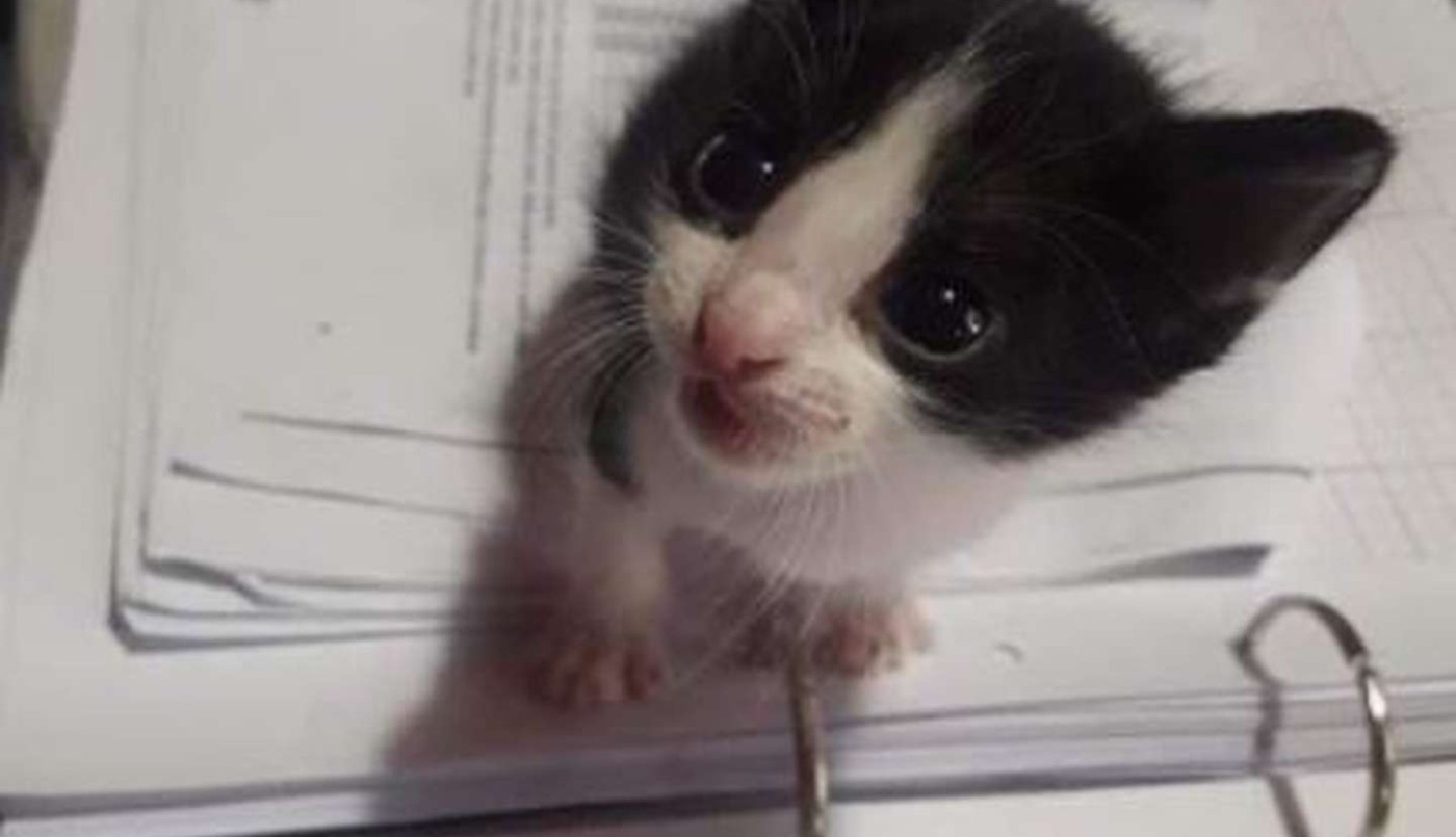 Conmovedor: un gato olió la ropa de su dueña fallecida y emocionó a todos | Tecnología