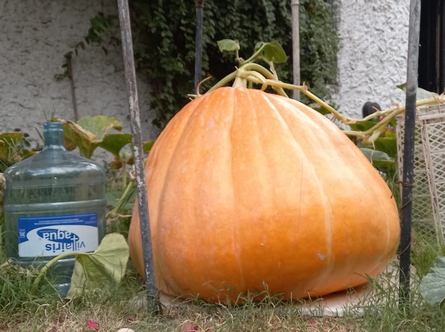 Un joven cosechó en la casa de sus padres una calabaza gigante de 88 kilos | Tecnología