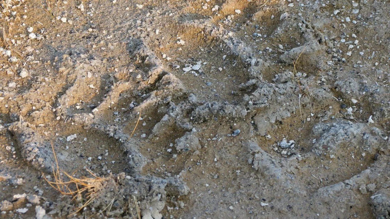 Qué es el 'ucumar', la criatura mítica reportada en el norte de Argentina | Tecnología