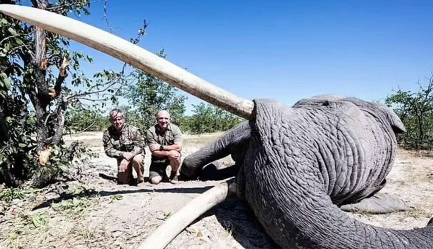 "Es un privilegio": se jactó de haber pagado US$ 50.000 para matar a un elefante único | Internacionales