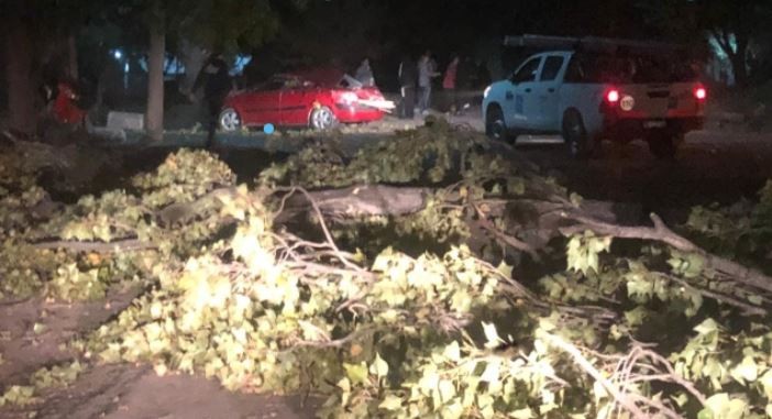 Incendios de pastizales, árboles, postes y ramas caídas dejó el viento Zonda en Mendoza | Información General