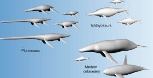 Científicos descubren que el tamaño y no la forma ayudan a los animales marinos a nadar | Tecnología