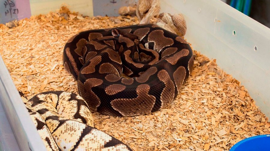 Rescataron a una pitón que era transportada por una mujer en un remis | Información General