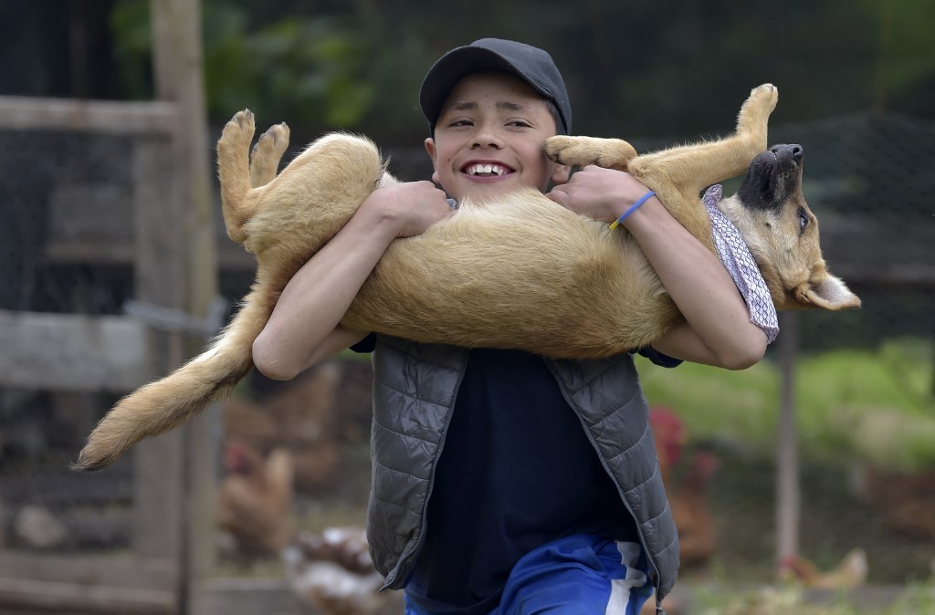 Investigan si existe un vínculo entre hepatitis severa de origen desconocido y los perros | Internacionales