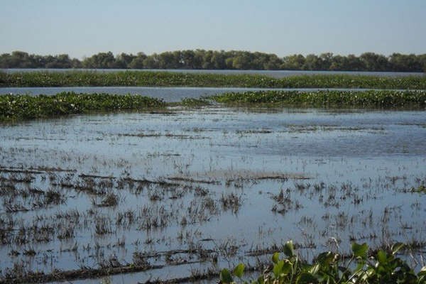 Misiones se convirtió en la primera provincia en aprobar la Ley de Humedales | Información General