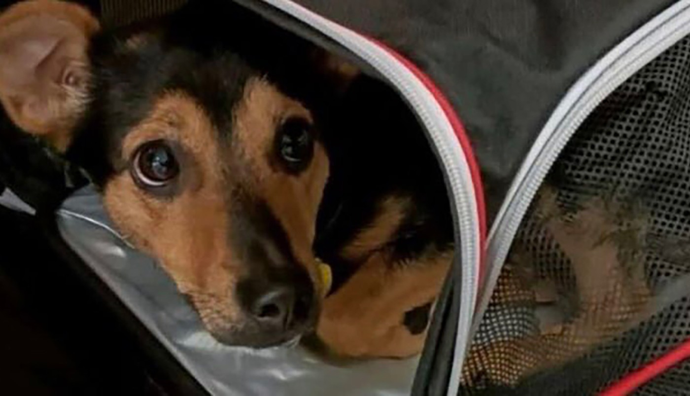 El perro Coco será vacunado y quedará en cuarentena en Ezeiza | Información General