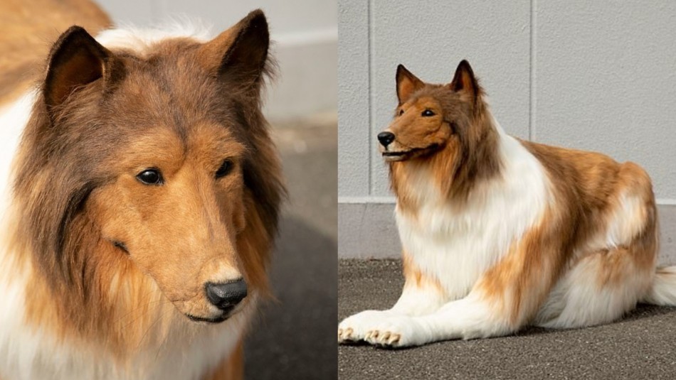 El japonés que consiguió el disfraz perfecto y ahora vive como un perro | Tecnología
