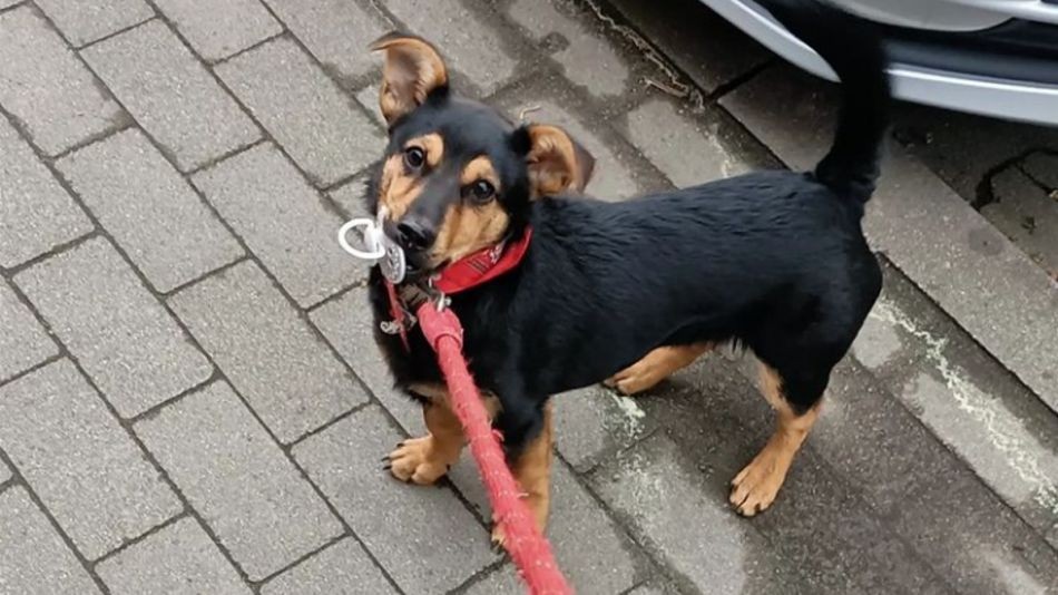 Liberaron a Coco: el perro que quedó demorado en Ezeiza volvió con su dueño | Información General