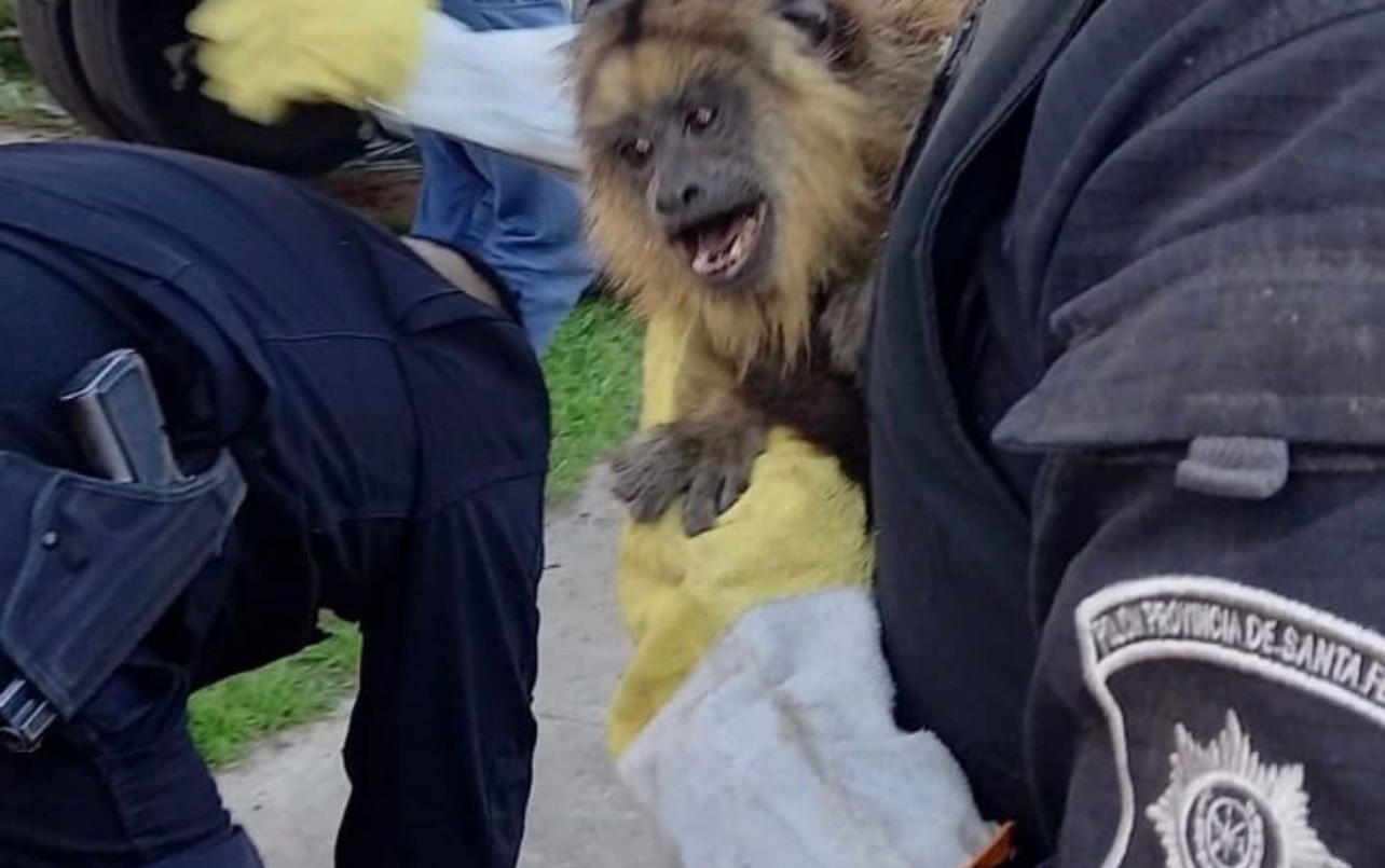 Rescatan un mono carayá en el norte de la ciudad de Santa Fe | Rosario y la región