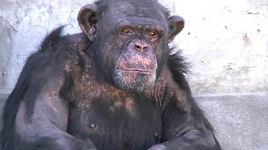Presentaron habeas corpus para la liberación de un chimpancé alojado en un zoológico de Río Negro | Información General