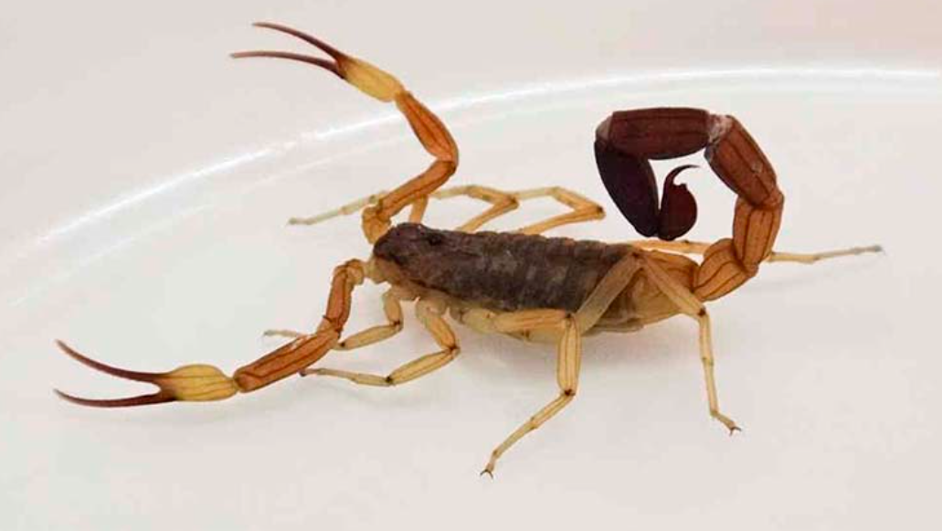 Murió un nene de 4 años tras ser picado por un alacrán | Información General